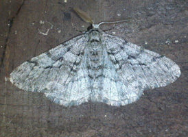 The Half-wing